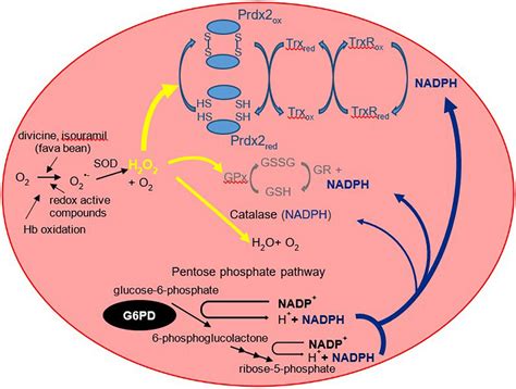 Glucose 6 Phosphate Pathway