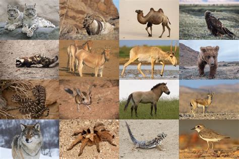 Gobi Desert Animals