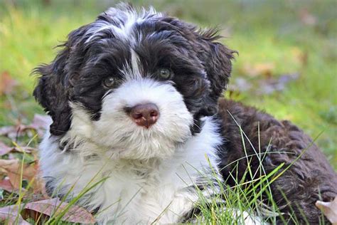 Are Portuguese Water Dogs Easy To Train