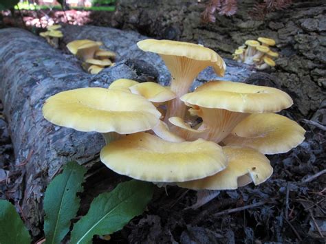 Mushrooms — freshtendril: Golden Oyster Mushrooms -... I Still Love You ...