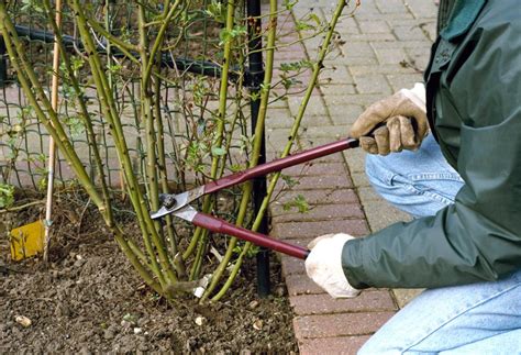 How to Prune Roses in 8 Simple Steps | Garden Design