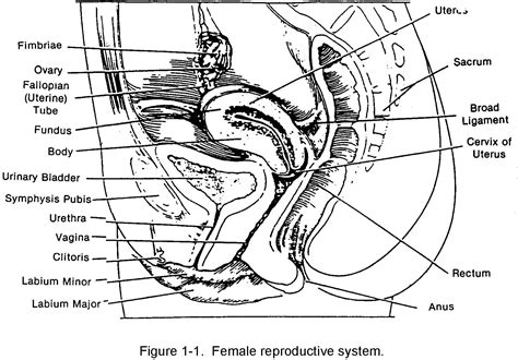 Diagram Internal Female Anatomy - Kiran Lang