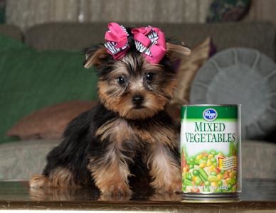 YORKIE PUPPIES FOR ADOPTION