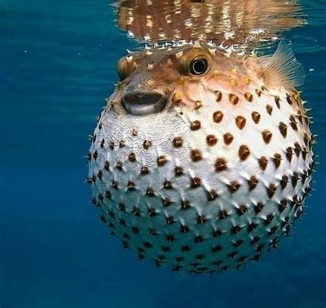 Pufferfish | Ocean creatures, Beautiful sea creatures, Ocean life ...