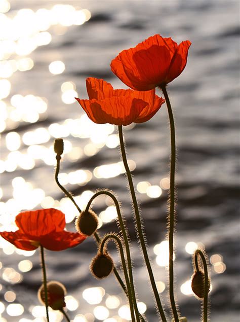 Remembrance Day Poppies – Clark College Libraries: News