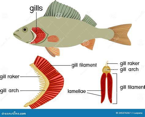 Structure of Fish Gills . Educational Material with for Biology Lesson ...