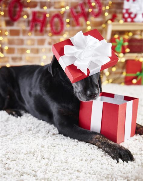 7 Unique DIY Holiday Gifts to Make for Dogs - Space Coast Pet Services