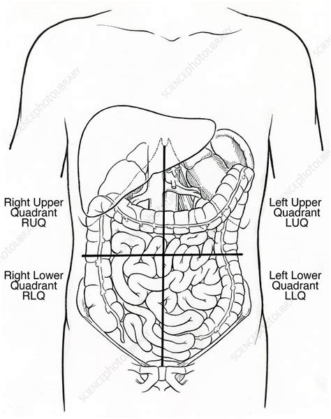 Anatomy Quadrants And Organs / Regions of the Abdomen and their ...