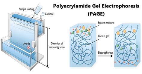 Polyacrylamide Gel Electrophoresis (PAGE)