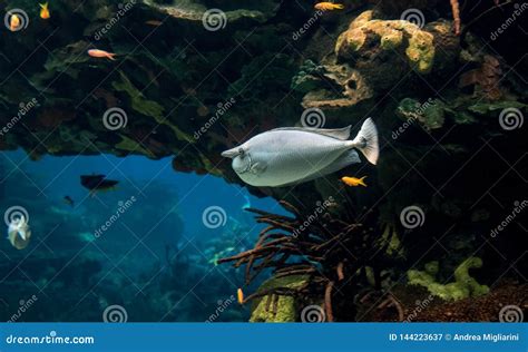 Unicorn Surgeon Fish Swims in Reconstructed Habitat Stock Image - Image ...