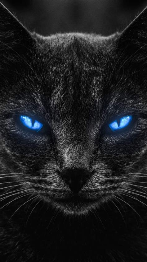 black cat with blue eyes wallpaper - Signal Site Gallery Of Photos