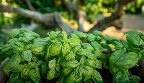 have you herb? growing basil is easy - The Plant Project