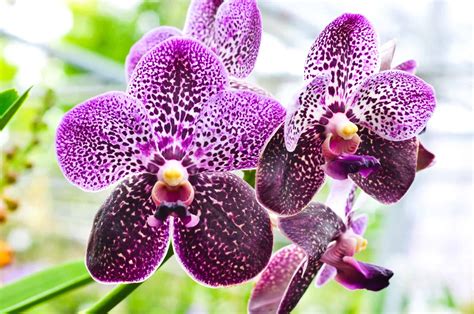 Orquídeas raras, conheça sobre essas espécies perdidas pelo mundo.