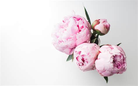 Light Pink Peonies Bouquet Wallpapers - Wallpaper Cave