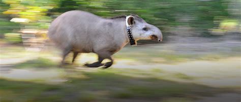 Tapir Specialist Group