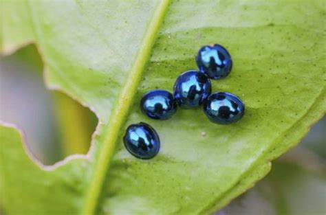 Steel blue ladybugs : pics