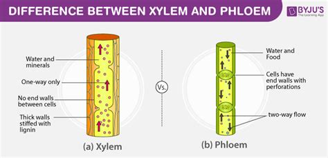 Plants: Part 2 - Transport of Materials in Plants, Fruits, Plant ...