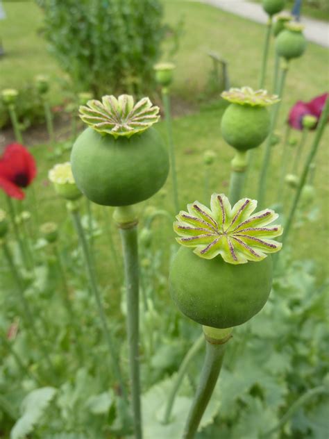 File:Papaver somniferum 'Opium poppy' (Papaveraceae) seed pod.JPG