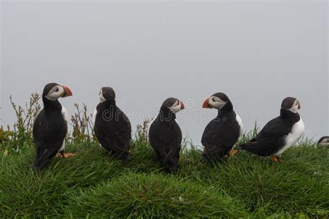 Puffins on the Cliffs of Mykines Island in the Faroe Islands Stock ...