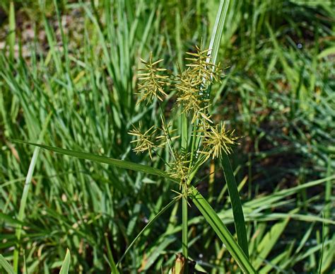 Identify & Get Rid Of Nutsedge In Your Lawn | TruGreen