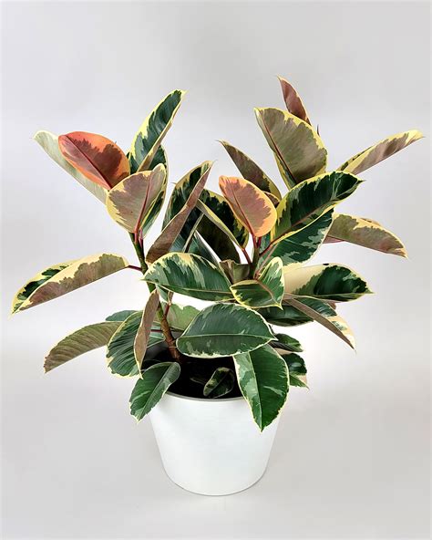 Ficus Tineke Mother’s Day Bundle | PlantVine