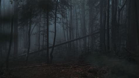 Download wallpaper 3840x2160 forest, fog, trees, gloomy, dark 4k uhd 16 ...