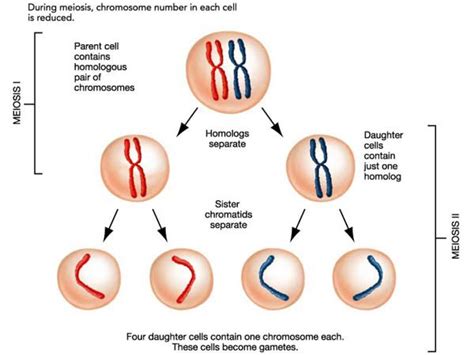 3.3 Meiosis - SL/HL-1 Biology (5) Ferguson