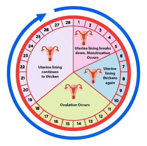 Ovulation Days Calculator Calendar 2024 - Calendar 2024 Ireland Printable