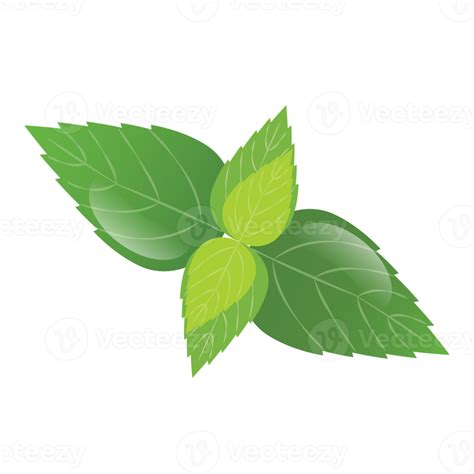 Mint leaf. peppermint green leaves 20047299 PNG