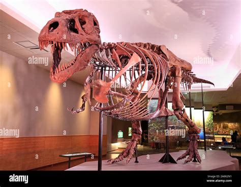 Sue, the most complete Tyrannosaurus Rex (T-Rex dinosaur) fossil ...