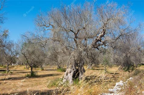 Premium Photo | Infested olive trees bacterium xylella fastidiosa ...