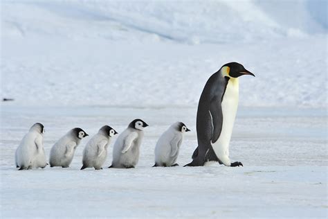 Emperor Penguins of Antarctica Photography Tour – Wild Images