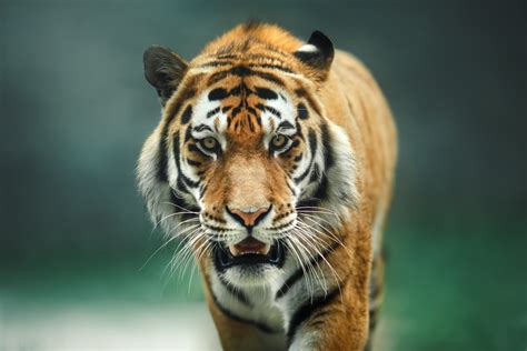 Is it Legal to Own a Pet Tiger in Georgia? - Atlanta, GA - Hasner Law, PC