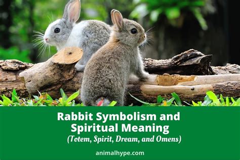 Rabbit Symbolism and Meaning (Totem, Spirit and Omens) - Animal Hype