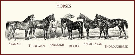 The english Thoroughbred : discover its history - Royal Horse