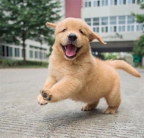 Cute Puppies Golden Retriever