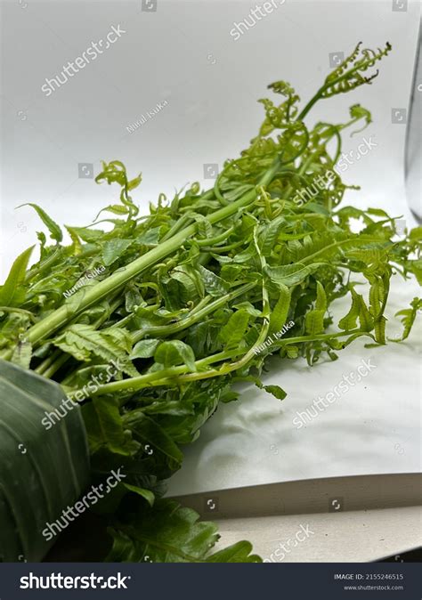 Pucuk Paku Edible Bracken Fern On Stock Photo 2155246515 | Shutterstock