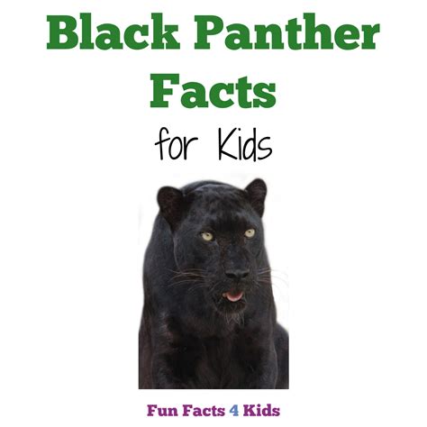 Black Panther Facts for Kids – Fun Facts 4 Kids