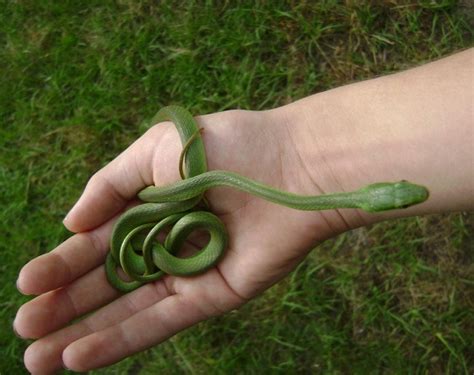 Rough Green Snake Facts and Pictures | Reptile Fact