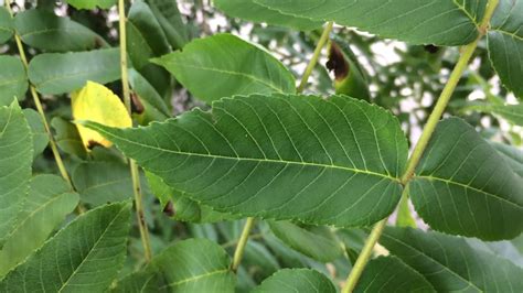 Educational videos on nature (Black walnut - leaves close up) - August ...