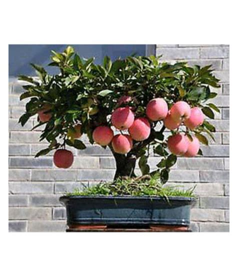 bonsai apple tree seeds 10 per packet: Buy bonsai apple tree seeds 10 ...