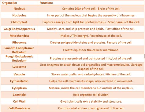 Plant Cell And Its Functions