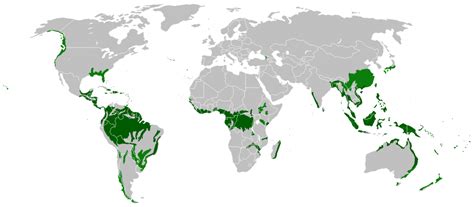 Facts about Tropical Rainforests YouTube ~ psdhook