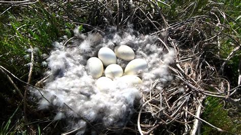 Canada Goose Nest & Eggs - YouTube