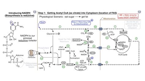 Fatty Acids and Lipid Biosynthesis - YouTube