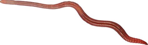 Worm clipart annelida, Worm annelida Transparent FREE for download on ...