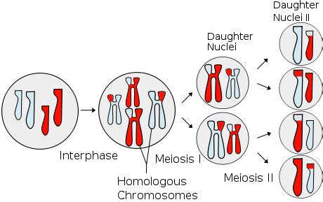 Is Mitosis Diploid Or Haploid - Hayden Conevenibary