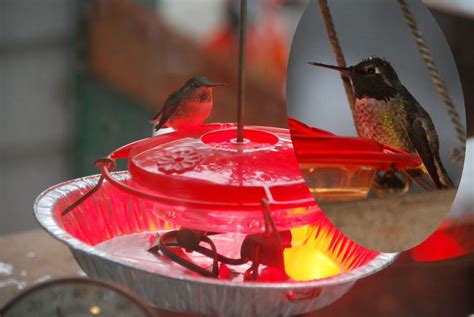 Hummingbird Feeder Heater | Humming bird feeders, Hummingbird nectar ...