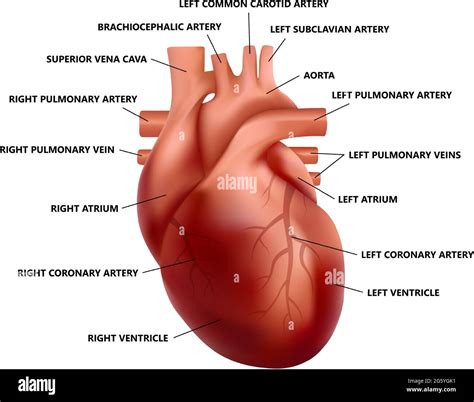 Circulatory System Labeled Heart