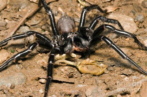 Sydney Funnel-web Spider Photograph by B. G. Thomson